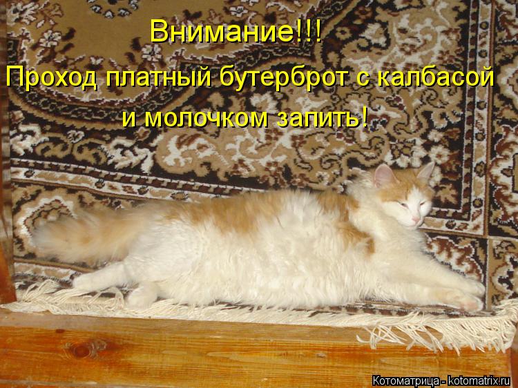 Внимание!!! Проход платный бутерброт с калбасой и молочком запить!... Котоматрица: Внимание!!! Проход платный бутерброт с калбасой и молочком запить!