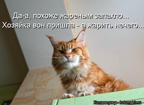 Хозяйка вон пришла - а жарить нечего... Хозяйка вон пришла - а жарить нечего... Да-а, похоже жареным ... Котоматрица: Хозяйка вон пришла - а жарить нечего... Хозяйка вон пришла - а жарить нечего... Да-а, похоже жареным запахло... Да-а, похоже жареным запахло...