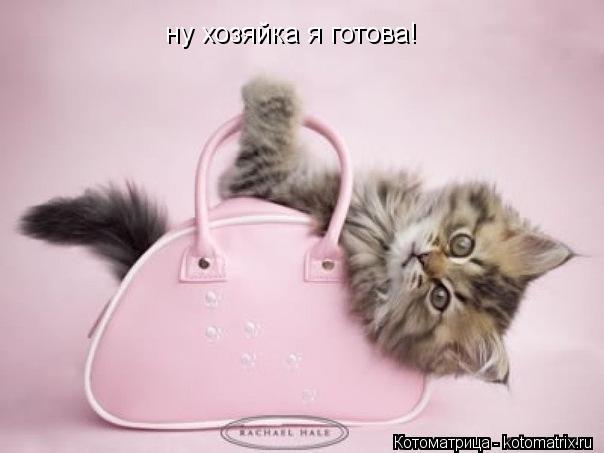 ну хозяйка я готова!... Котоматрица: ну хозяйка я готова!