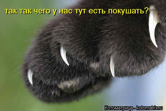 так так чего у нас тут есть покушать?... Котоматрица: так так чего у нас тут есть покушать?