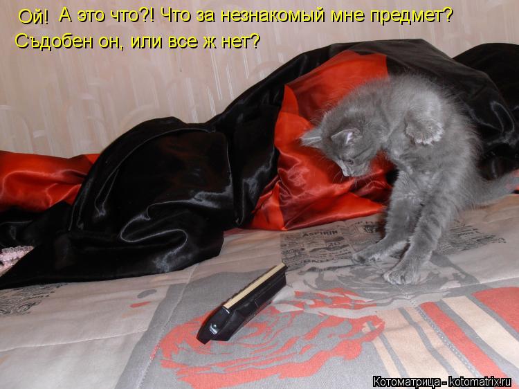 Котоматрица: А это что?! Что за незнакомый мне предмет? Ой! Съдобен он, или все ж нет?
