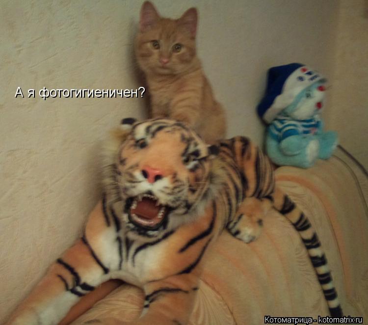 А я фотогигиеничен?... Котоматрица: А я фотогигиеничен?