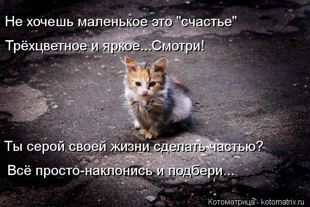 Ты серой своей жизни сделать частью? Трёхцветное и яркое...Смотри! Не хочешь маленькое это "счастье" ... Котоматрица: Ты серой своей жизни сделать частью? Трёхцветное и яркое...Смотри! Не хочешь маленькое это "счастье" Всё просто-наклонись и подбери...