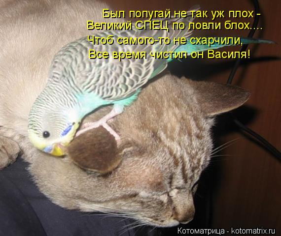Был попугай не так уж плох - Великий СПЕЦ по ловли блох.... Чтоб самого-то не схарчили, Все время чи... Котоматрица: Был попугай не так уж плох - Великий СПЕЦ по ловли блох.... Чтоб самого-то не схарчили, Все время чистил он Василя!