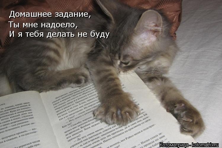 Домашнее задание, Ты мне надоело, И я тебя делать не буду... Котоматрица: Домашнее задание, Ты мне надоело, И я тебя делать не буду