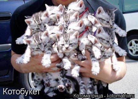Котоматрица: Котобукет