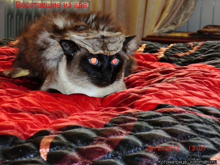 Восставшие из ада... Котоматрица: Восставшие из ада