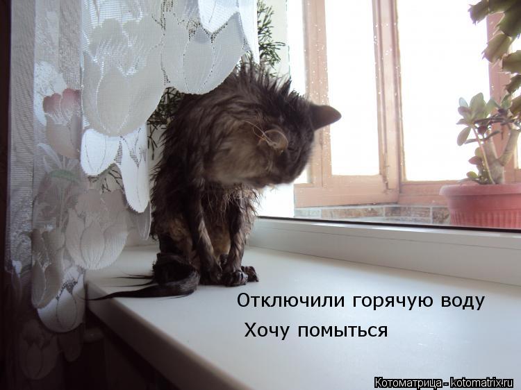 Отключили горячую воду Хочу помыться... Котоматрица: Отключили горячую воду Хочу помыться