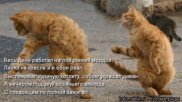 Весь день работал наглой рыжей мордой: Линял на кресле и и обои рвал, Выслеживал куриную котлету, со... Котоматрица: Весь день работал наглой рыжей мордой: Линял на кресле и и обои рвал, Выслеживал куриную котлету, собою украшал диван. А вечером под звук ко