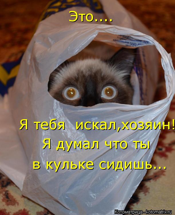 Это.... Я тебя искал,хозяин! Я думал что ты в кульке сидишь...... Котоматрица: Это.... Я тебя искал,хозяин! Я думал что ты в кульке сидишь...