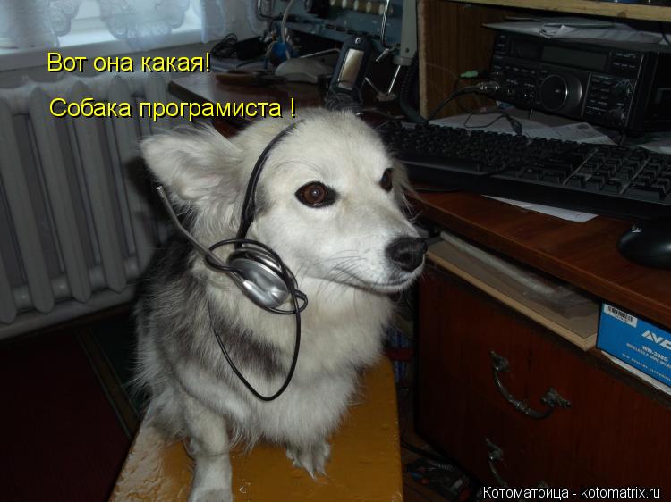 Котоматрица: Вот она какая! Собака програмиста !