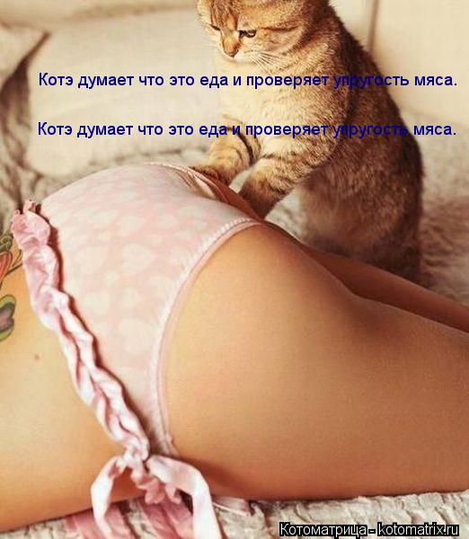Котэ думает что это еда и проверяет упругость мяса. Котэ думает что это еда и проверяет упругость мяс... Котоматрица: Котэ думает что это еда и проверяет упругость мяса. Котэ думает что это еда и проверяет упругость мяса.
