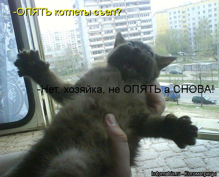 Котоматрица: -ОПЯТЬ котлеты съел? -Нет, хозяйка, не ОПЯТЬ а СНОВА!