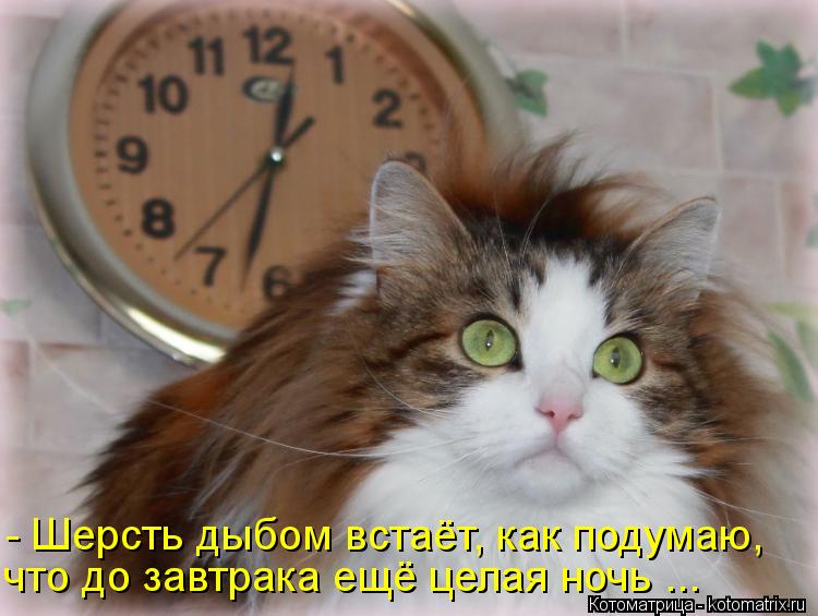 Шерсть Дыбом У Кота