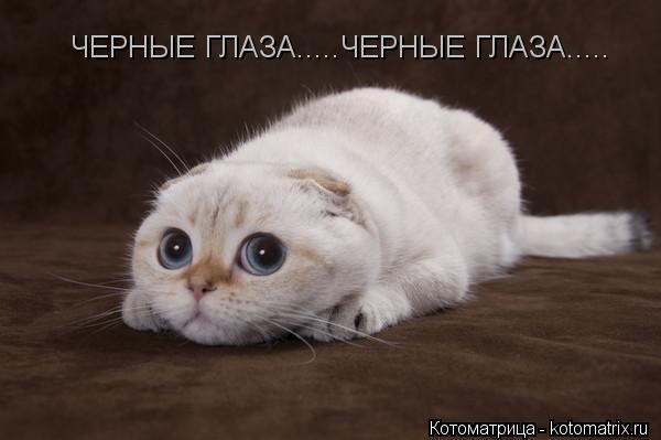 ЧЕРНЫЕ ГЛАЗА.....ЧЕРНЫЕ ГЛАЗА........ Котоматрица: ЧЕРНЫЕ ГЛАЗА.....ЧЕРНЫЕ ГЛАЗА.....