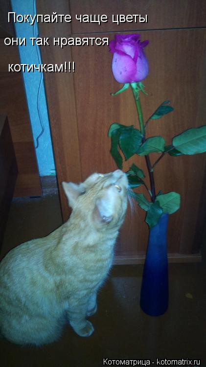 Котоматрица: Покупайте чаще цветы они так нравятся котичкам!!!