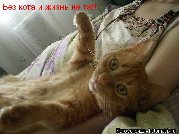 Без кота и жизнь не та!!!... Котоматрица: Без кота и жизнь не та!!!