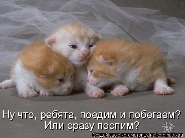 Или сразу поспим? Ну что, ребята, поедим и побегаем?... Котоматрица: Или сразу поспим? Ну что, ребята, поедим и побегаем?