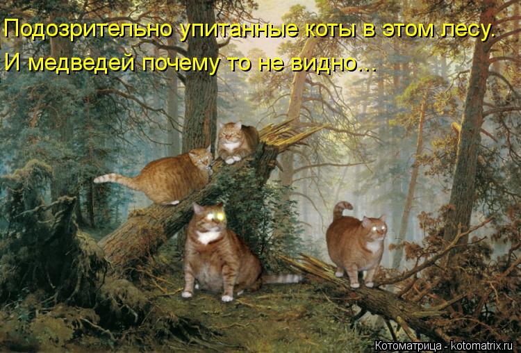 Котоматрица: Подозрительно упитанные коты в этом лесу. И медведей почему то не видно...