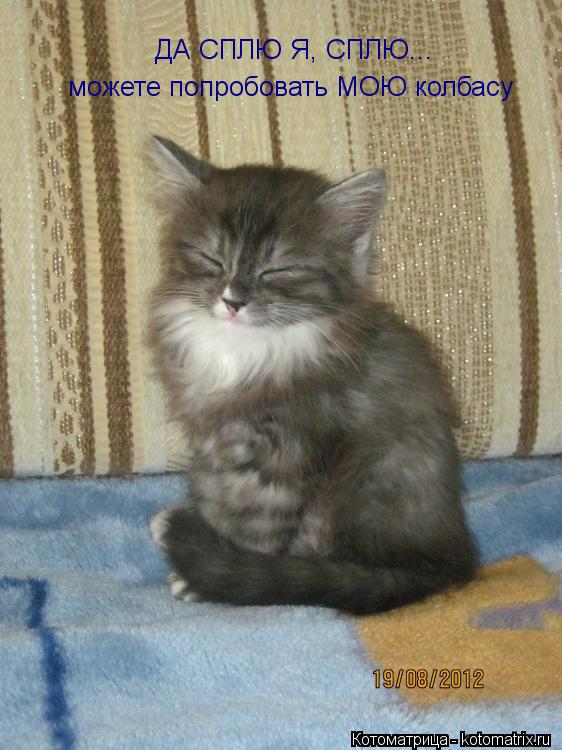 ДА СПЛЮ Я, СПЛЮ... можете попробовать МОЮ колбасу... Котоматрица: ДА СПЛЮ Я, СПЛЮ... можете попробовать МОЮ колбасу