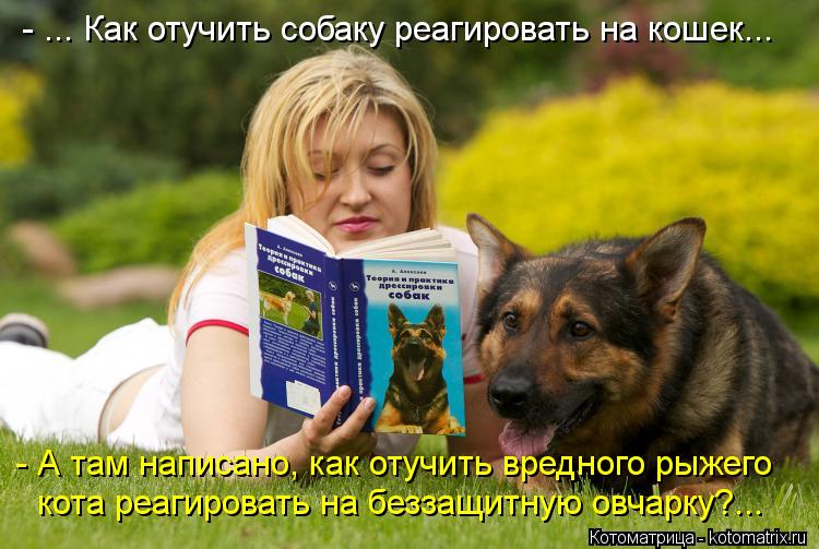 - ... Как отучить собаку реагировать на кошек... - А там написано, как отучить вредного рыжего кота... Котоматрица: - ... Как отучить собаку реагировать на кошек... - А там написано, как отучить вредного рыжего кота реагировать на беззащитную овчарку?...