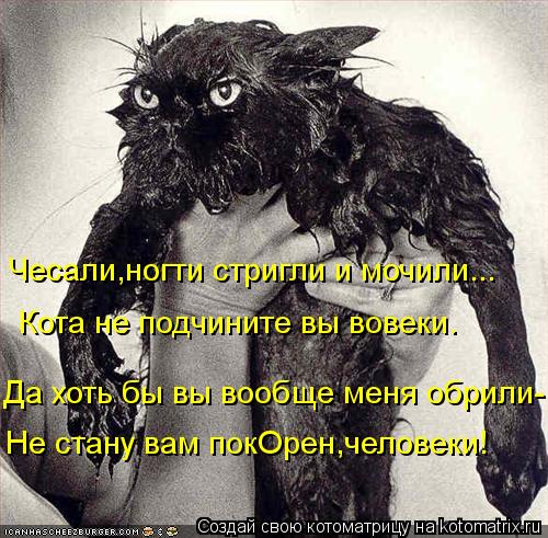 Котоматрица: Чесали,ногти стригли и мочили... Кота не подчините вы вовеки. Да хоть бы вы вообще меня обрили- Не стану вам покОрен,человеки!