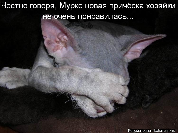 Честно говоря, Мурке новая причёска хозяйки не очень понравилась...... Котоматрица: Честно говоря, Мурке новая причёска хозяйки не очень понравилась...