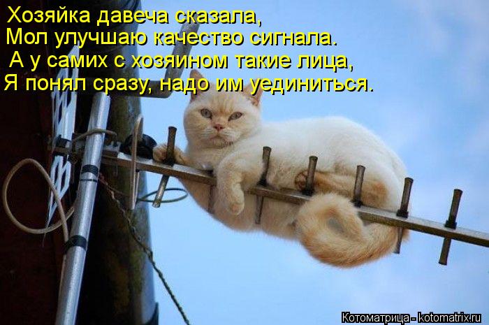 Котоматрица: Хозяйка давеча сказала, Мол улучшаю качество сигнала. А у самих с хозяином такие лица, Я понял сразу, надо им уединиться.