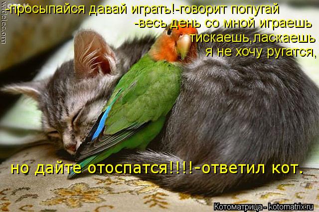 Котоматрица: -просыпайся давай играть!-говорит попугай -весь день со мной играешь тискаешь,ласкаешь я не хочу ругатся, но дайте отоспатся!!!!-ответил кот.