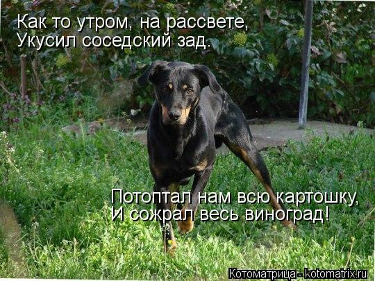 Как то утром, на рассвете, Укусил соседский зад. Потоптал нам всю картошку, И сожрал весь виноград!... Котоматрица: Как то утром, на рассвете, Укусил соседский зад. Потоптал нам всю картошку, И сожрал весь виноград!