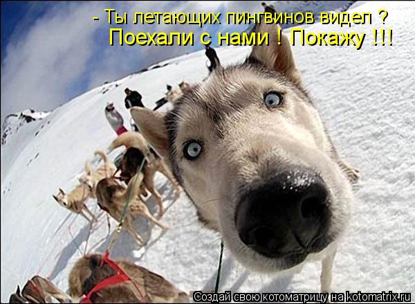 - Ты летающих пингвинов видел ? Поехали с нами ! Покажу !!!... Котоматрица: - Ты летающих пингвинов видел ? Поехали с нами ! Покажу !!!