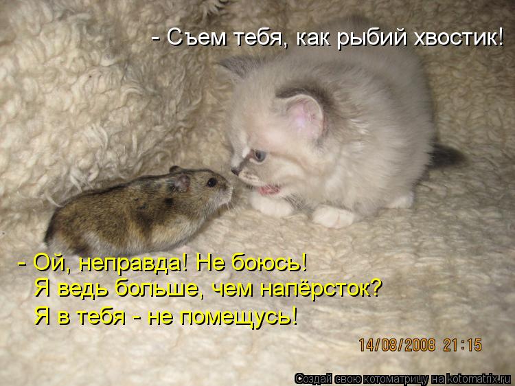 Котоматрица: - Съем тебя, как рыбий хвостик!  - Ой, неправда! Не боюсь! Я ведь больше, чем напёрсток? Я в тебя - не помещусь!