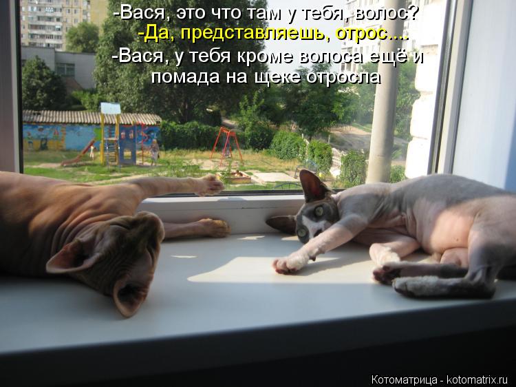 -Вася, это что там у тебя, волос? -Да, представляешь, отрос.... -Вася, у тебя кроме волоса ещё и пом... Котоматрица: -Вася, это что там у тебя, волос? -Да, представляешь, отрос.... -Вася, у тебя кроме волоса ещё и помада на щеке отросла