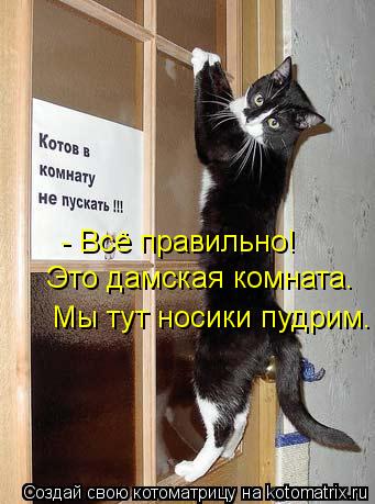 Это дамская комната. - Всё правильно! Мы тут носики пудрим.... Котоматрица: Это дамская комната. - Всё правильно! Мы тут носики пудрим.