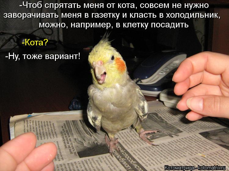Котоматрица: -Чтоб спрятать меня от кота, совсем не нужно заворачивать меня в газетку и класть в холодильник, можно, например, в клетку посадить -Кота? -Ну,
