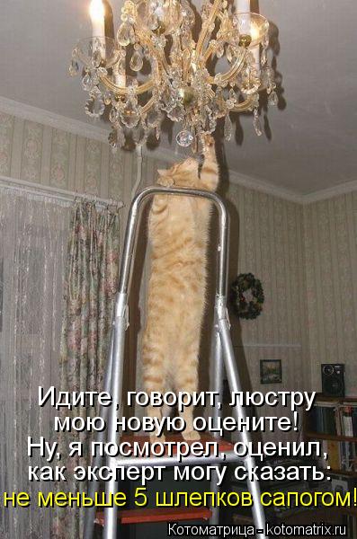 Идите, говорит, люстру мою новую оцените! Ну, я посмотрел, оценил, как эксперт могу сказать: не меньш... Котоматрица: Идите, говорит, люстру мою новую оцените! Ну, я посмотрел, оценил, как эксперт могу сказать: не меньше 5 шлепков сапогом!