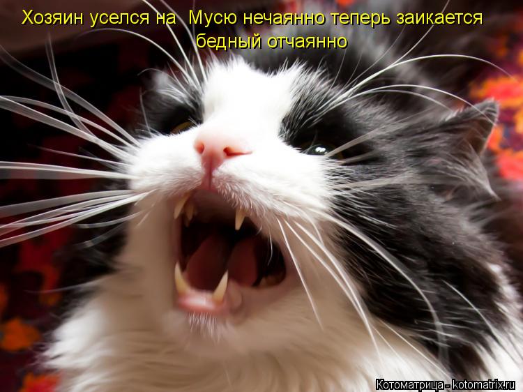 Хозяин уселся на Мусю нечаянно теперь заикается бедный отчаянно... Котоматрица: Хозяин уселся на Мусю нечаянно теперь заикается бедный отчаянно