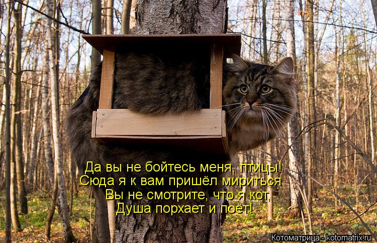 Котоматрица: Да вы не бойтесь меня, птицы! Сюда я к вам пришёл мириться Вы не смотрите, что я кот, Душа порхает и поёт!