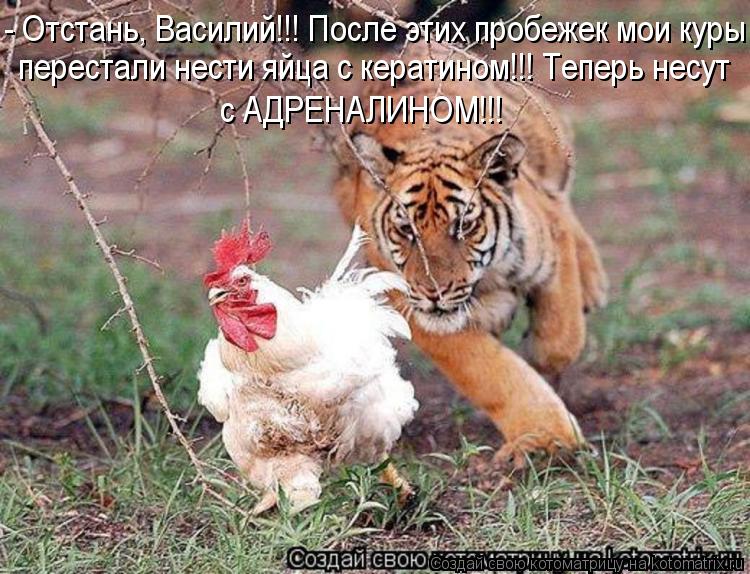 - Отстань, Василий!!! После этих пробежек мои куры перестали нести яйца с кератином!!! Теперь несут ... Котоматрица: - Отстань, Василий!!! После этих пробежек мои куры перестали нести яйца с кератином!!! Теперь несут с АДРЕНАЛИНОМ!!!