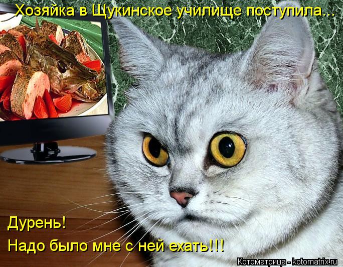 Хозяйка в Щукинское училище поступила... Дурень! Надо было мне с ней ехать!!!... Котоматрица: Хозяйка в Щукинское училище поступила... Дурень! Надо было мне с ней ехать!!!