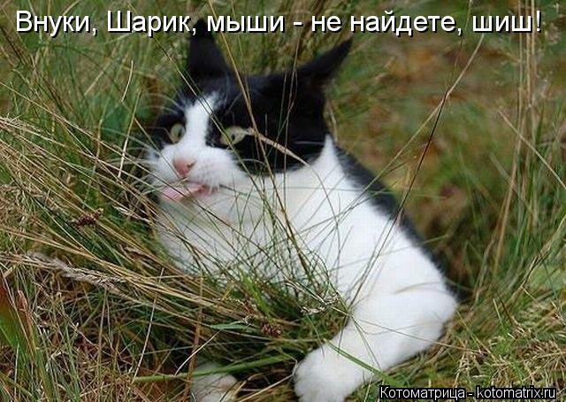 Котоматрица: Внуки, Шарик, мыши - не найдете, шиш!