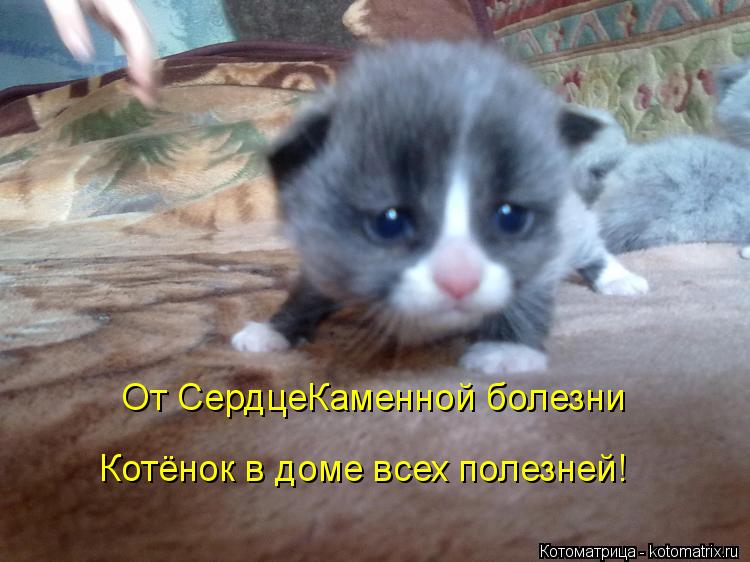 Котоматрица: От СердцеКаменной болезни Котёнок в доме всех полезней!