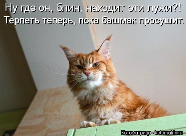 Ну где он, блин, находит эти лужи?! Терпеть теперь, пока башмак просушит.... Котоматрица: Ну где он, блин, находит эти лужи?! Терпеть теперь, пока башмак просушит.
