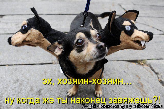 эх, хозяин-хозяин... ну когда же ты наконец завяжешь?!... Котоматрица: эх, хозяин-хозяин... ну когда же ты наконец завяжешь?!