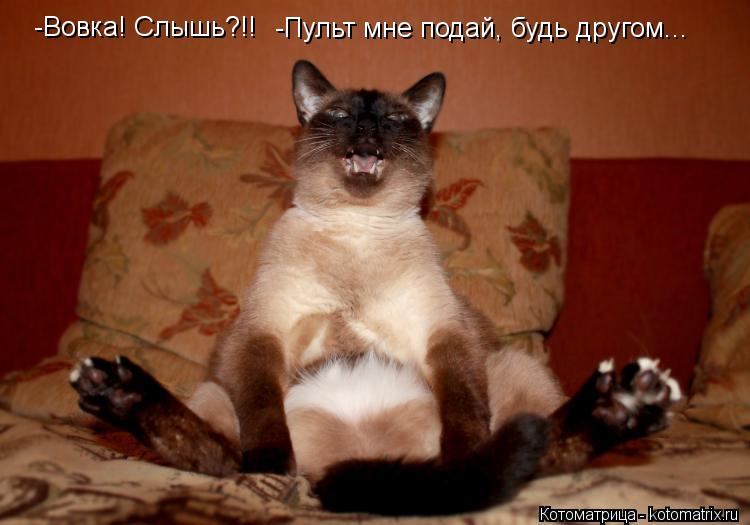 -Пульт мне подай, будь другом... -Вовка! Слышь?!!... Котоматрица: -Пульт мне подай, будь другом... -Вовка! Слышь?!!
