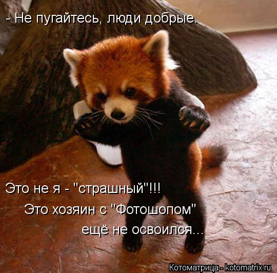 Котоматрица: - Не пугайтесь, люди добрые. Это не я - "страшный"!!! Это хозяин с "Фотошопом" ещё не освоился...