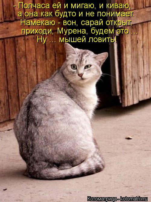- Полчаса ей и мигаю, и киваю, а она как будто и не понимает. Намекаю - вон, сарай открыт, приходи, М... Котоматрица: - Полчаса ей и мигаю, и киваю, а она как будто и не понимает. Намекаю - вон, сарай открыт, приходи, Мурена, будем это ... Ну ... мышей ловить!