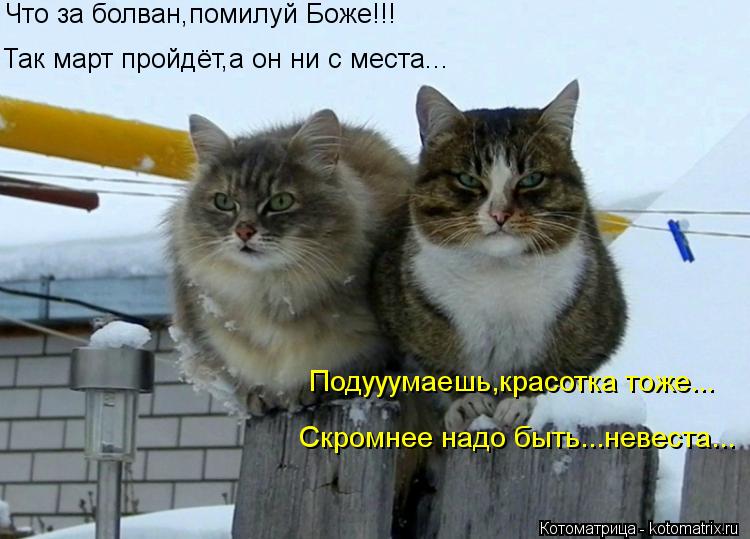 Котоматрица: Что за болван,помилуй Боже!!! Так март пройдёт,а он ни с места... Подууумаешь,красотка тоже... Скромнее надо быть...невеста...