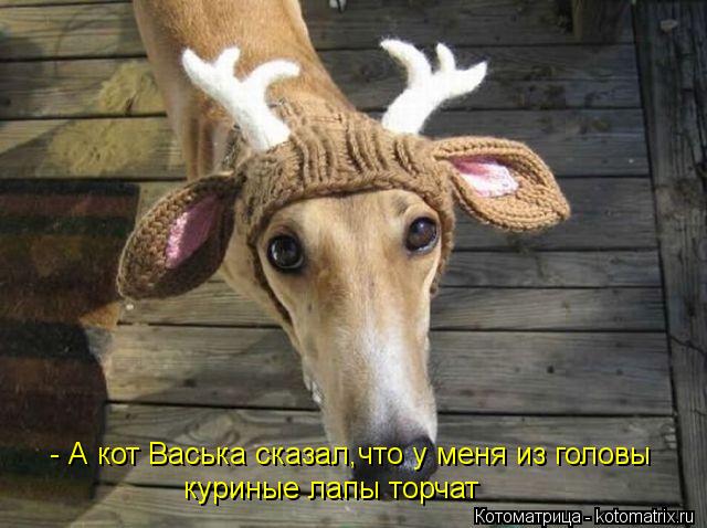 - А кот Васька сказал,что у меня из головы куриные лапы торчат... Котоматрица: - А кот Васька сказал,что у меня из головы куриные лапы торчат
