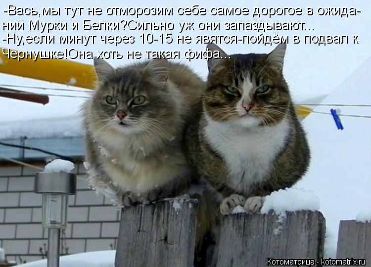 -Вась,мы тут не отморозим себе самое дорогое в ожида- нии Мурки и Белки?Сильно уж они запаздывают... ... Котоматрица: -Вась,мы тут не отморозим себе самое дорогое в ожида- нии Мурки и Белки?Сильно уж они запаздывают... -Ну,если минут через 10-15 не явятся-пойдём в